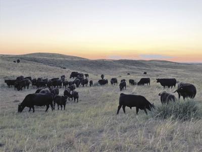 Bowlin Cattle Company