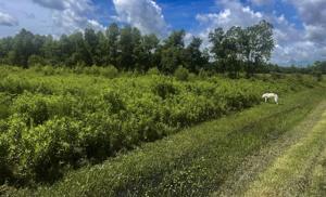 Pollinator habitat