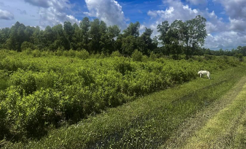 Pollinator habitat
