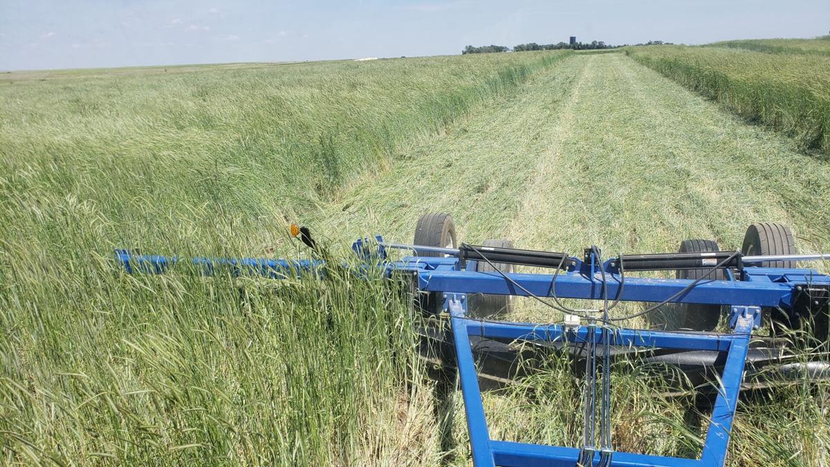 Cover crop management 1.jpg