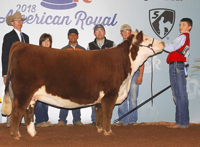 Pierce Hereford Haven's PHH PCC 025 Pearl 742 ET heifer