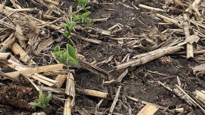 Cover crop in carbon market