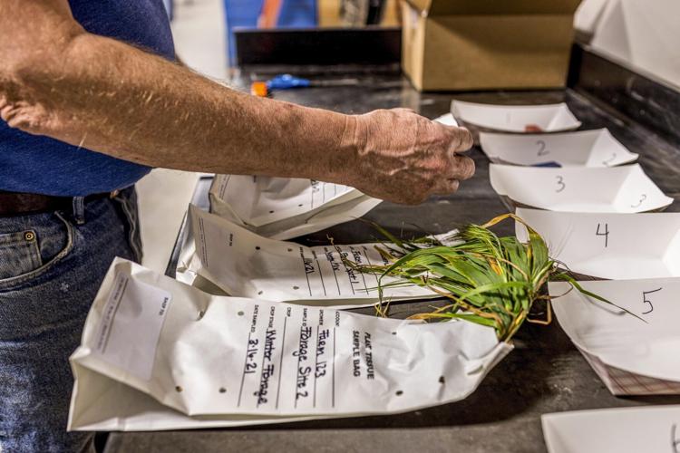 Plant-tissue testing