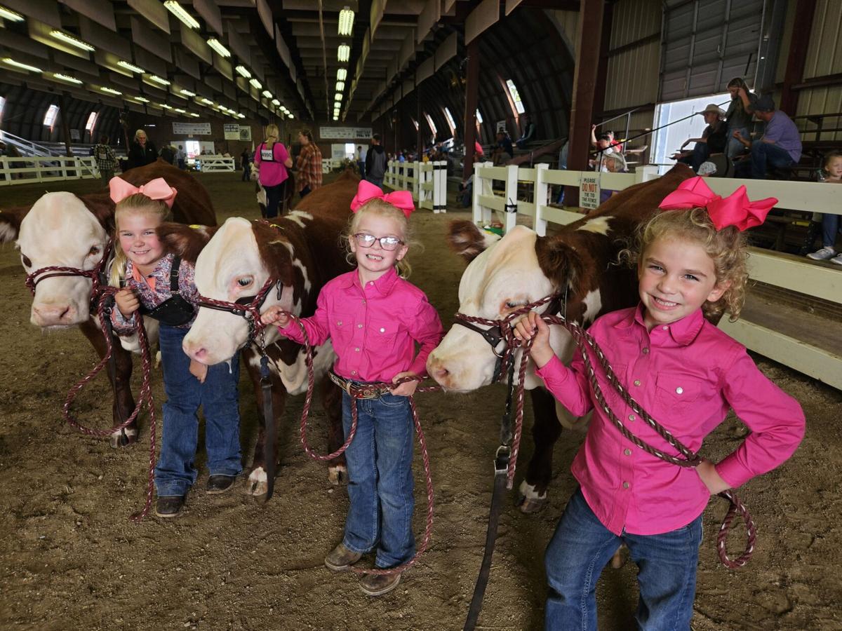 CCF cows.jpg