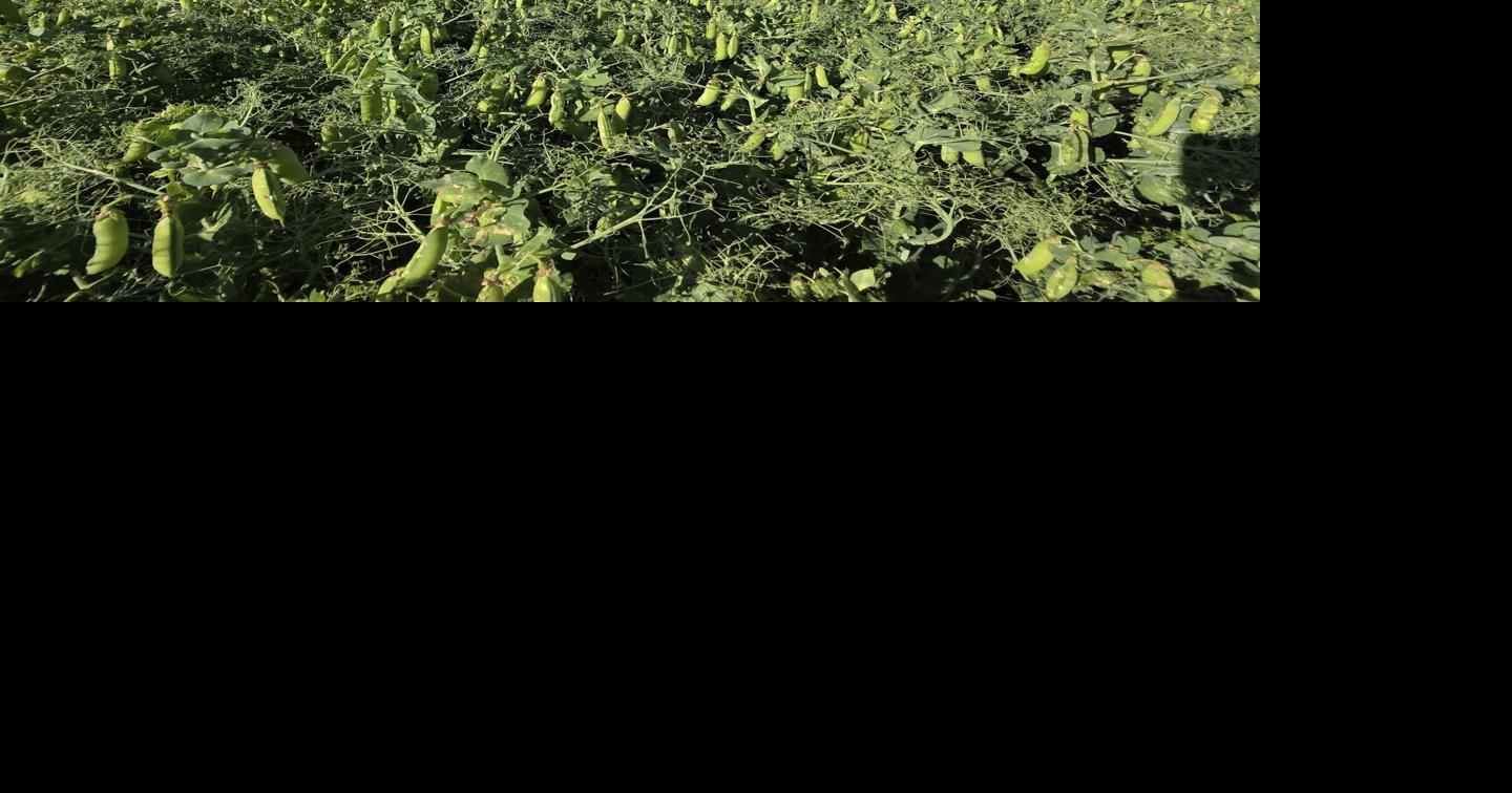 Fawcett farm benefits from delayed planting