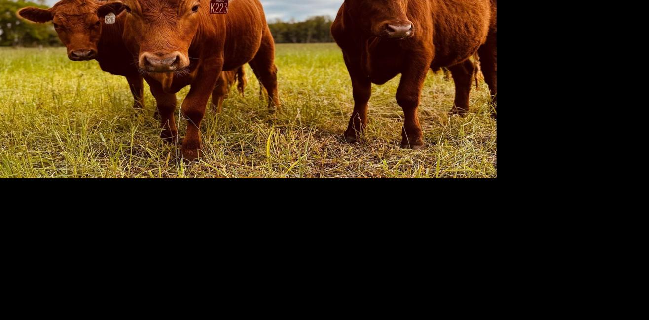Beef cattle MSU
