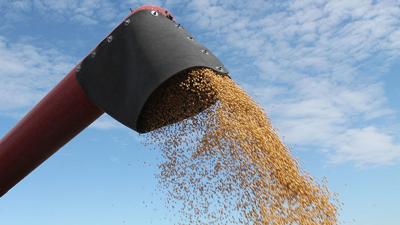 Soybean harvest