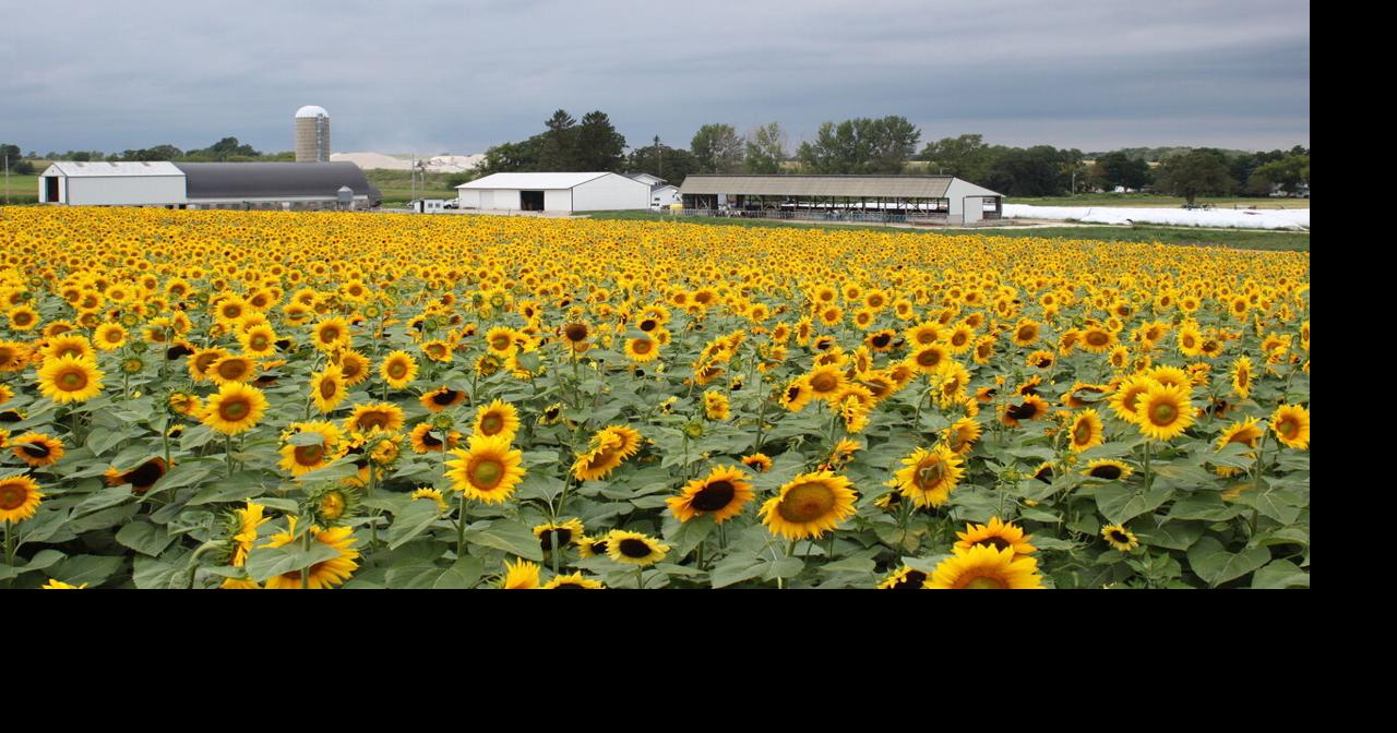 Sunflower market escaping volatility so far