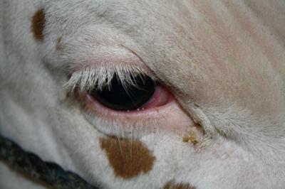 Vet Report Combating Winter Pinkeye In Cattle Livestock