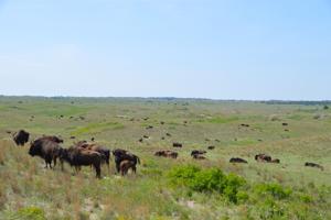 Niobrara bison 3.JPG