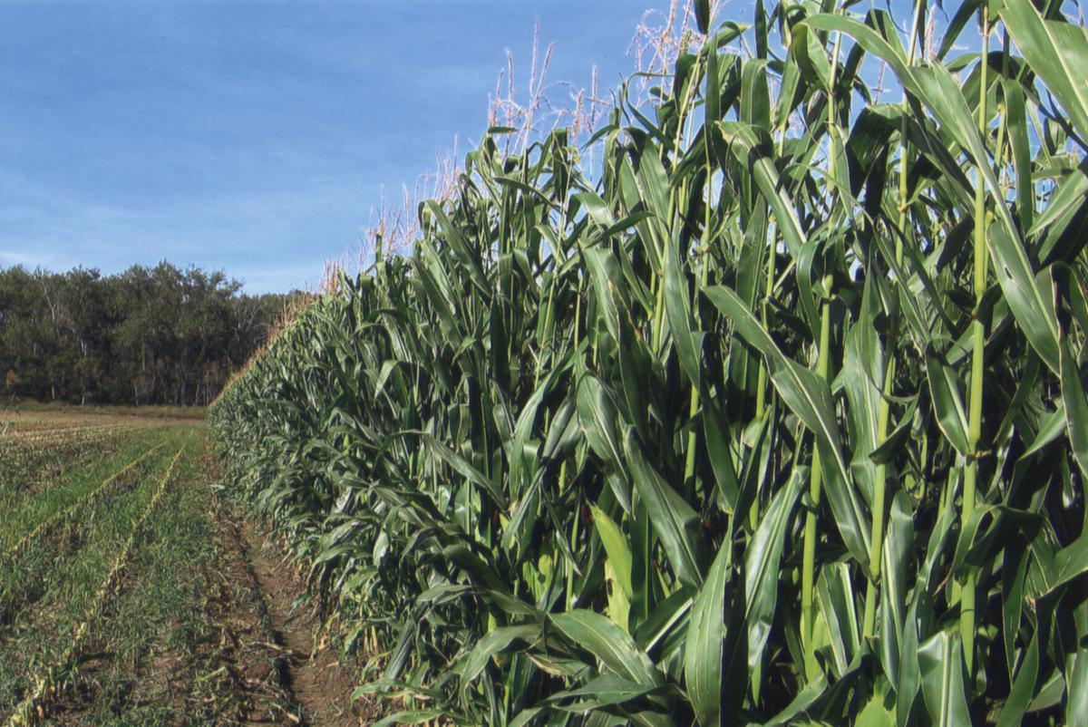Nutrien Ag
