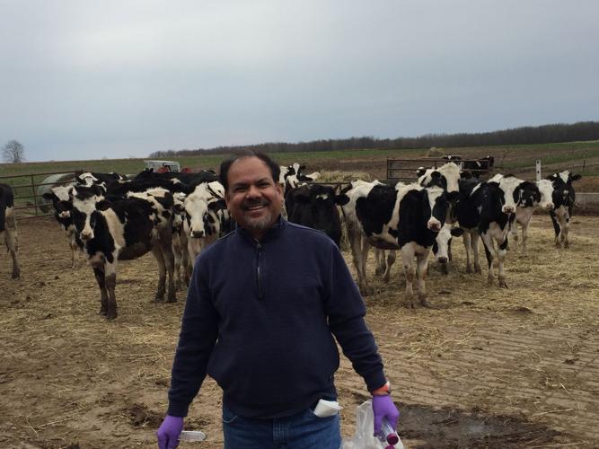 Researcher and dairy cows