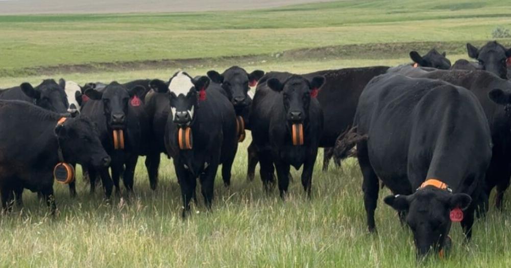 ‘Farm by day, fence by night'