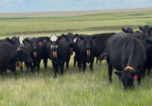 ‘Farm by day, fence by night’