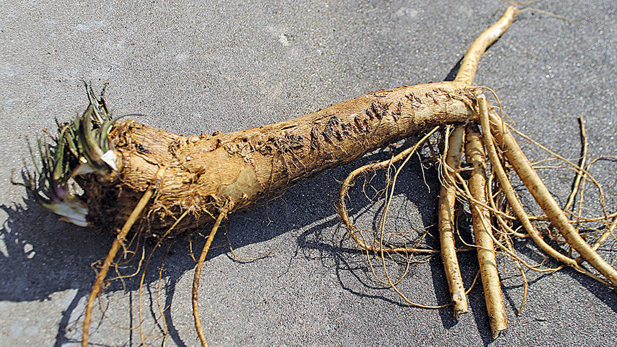 Horseradish season is in full swing in Illinois