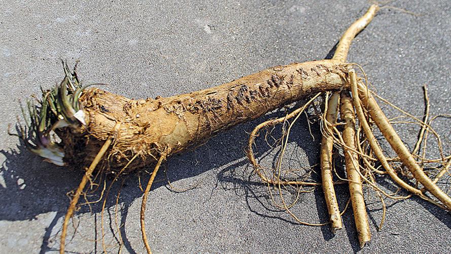 Horseradish fans celebrate roots in Collinsville
