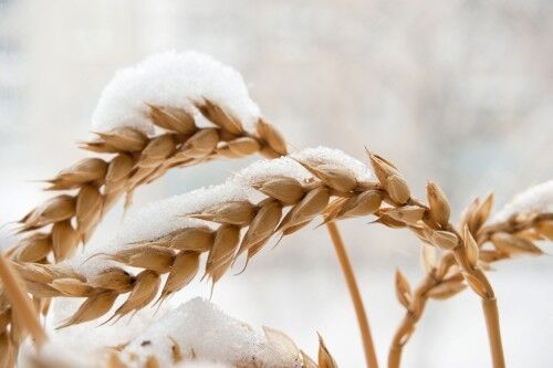 Wheat in snow