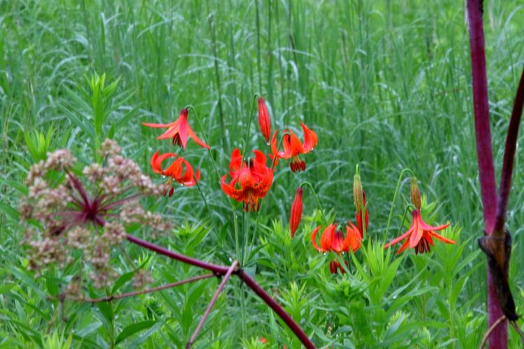 Michigan lily flower