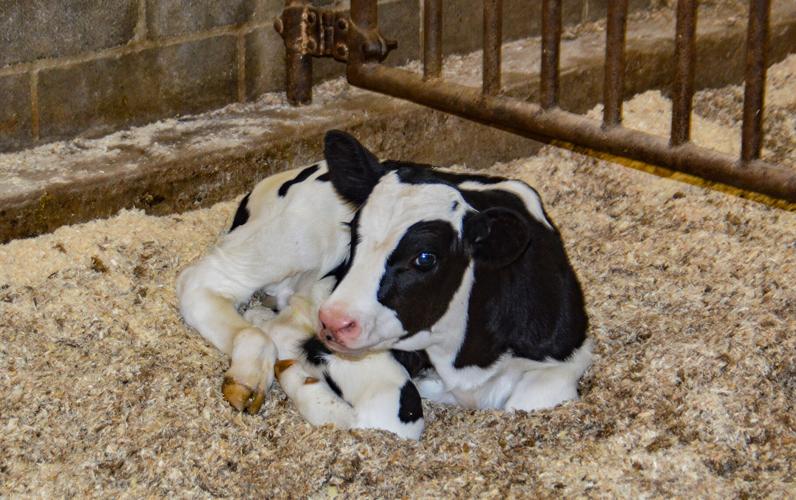 Dairy calf