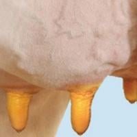 Science, testing set best teat dips apart
