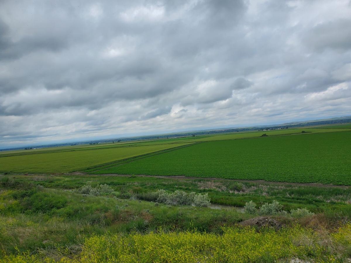 Uffelman works with fellow sugarbeet farmers to ensure strong markets