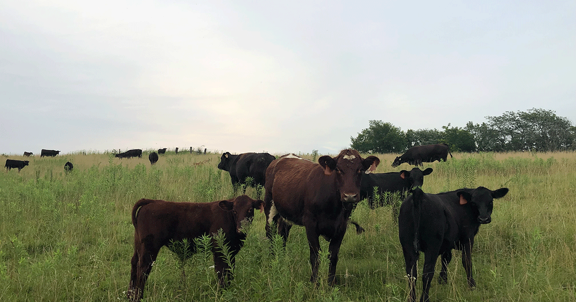 cattle in pasture