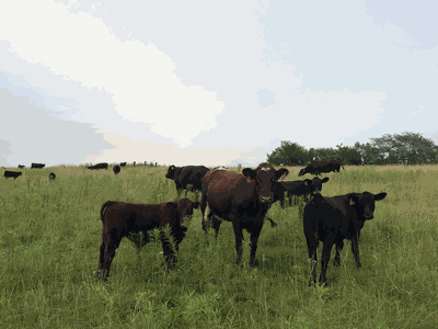 cattle in pasture
