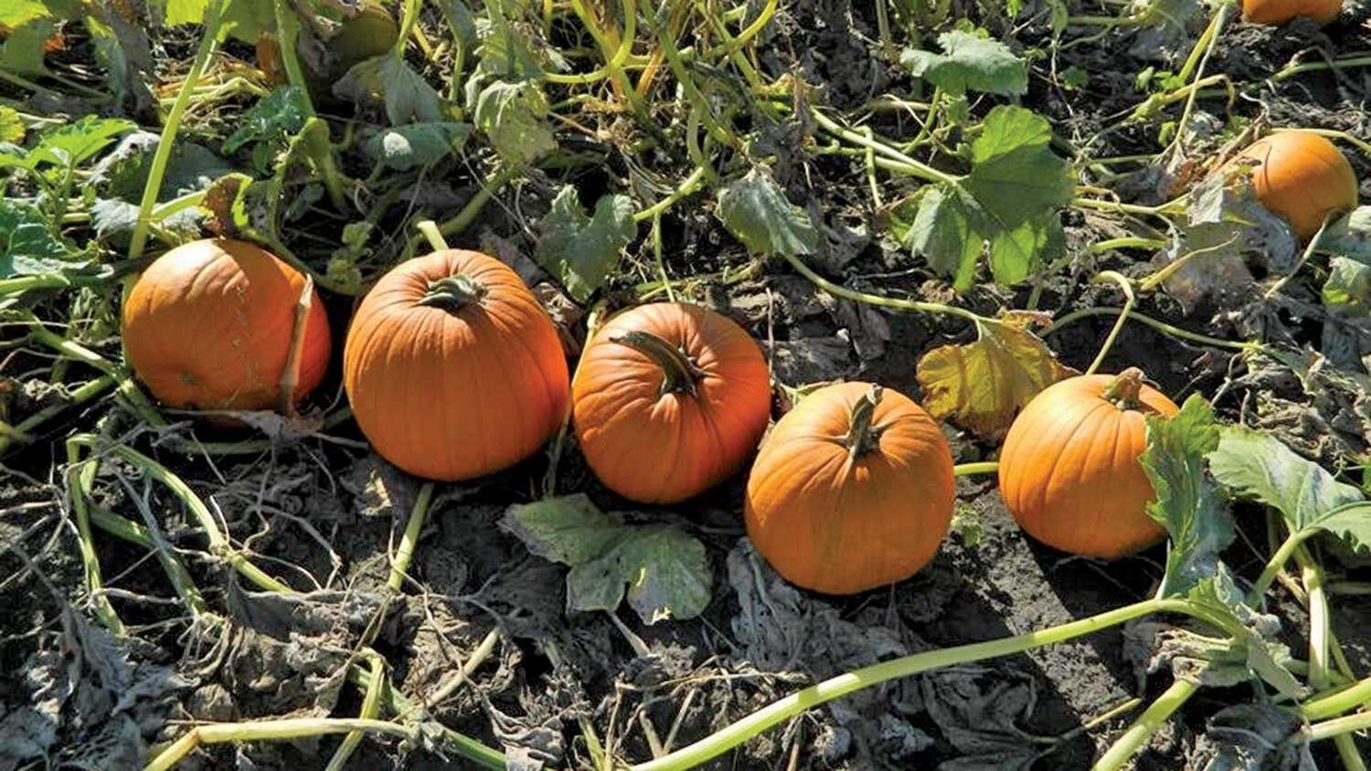 Midwest pumpkin patches endure through drought