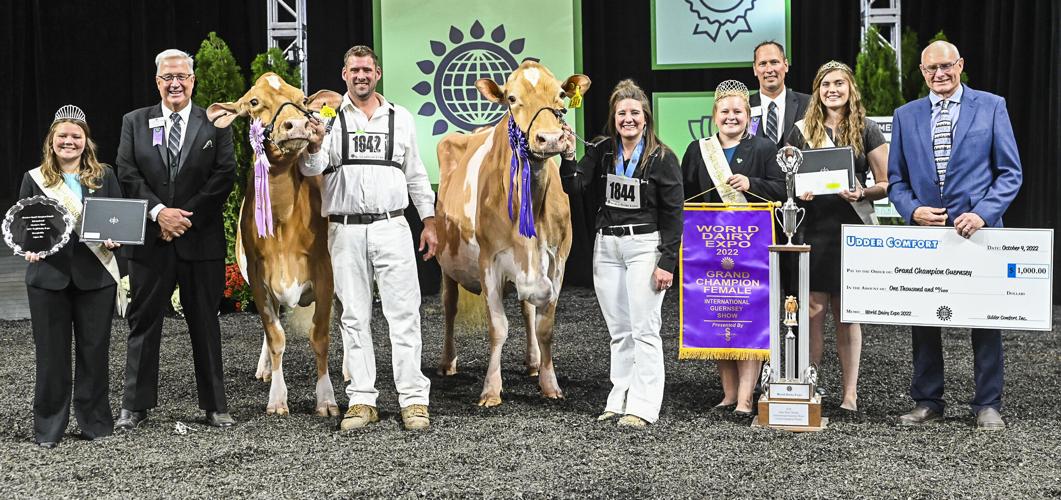 Grand champion and reserve grand champion of 2022 International  Guernsey Show