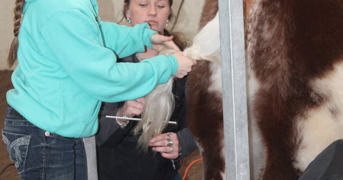 Loretta Sandidge fitting contest at the Illinois Beef Expo