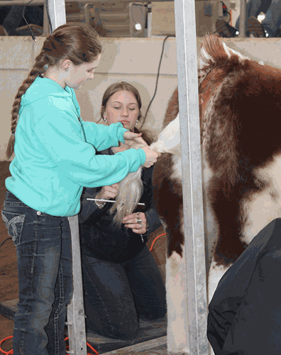 Loretta Sandidge fitting contest at the Illinois Beef Expo