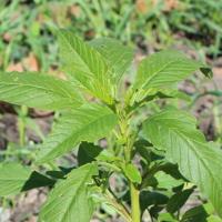Waterhemp continues to spread westward in North Dakota