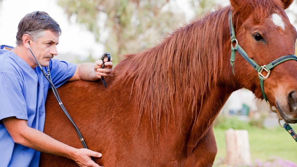 Veterinarian suicide prevention group offers grants