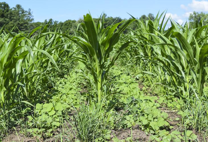Weeds between corn rows