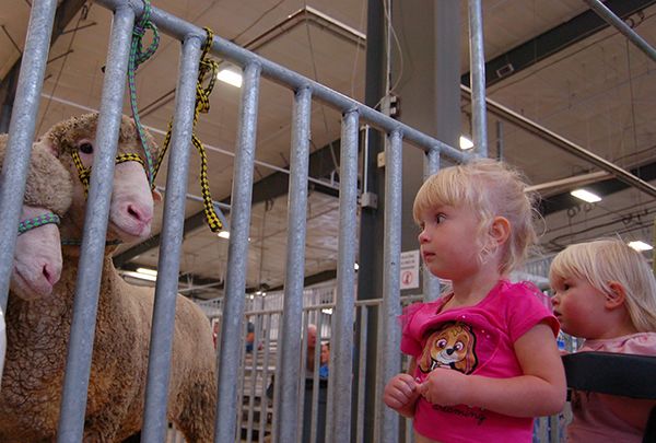 2019 State Fair Sheep