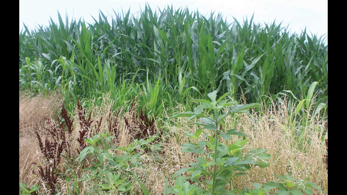 Climate Change Expected To Help Weeds More Than Corn