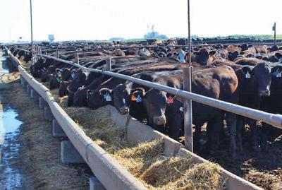 Cattle feed bunk