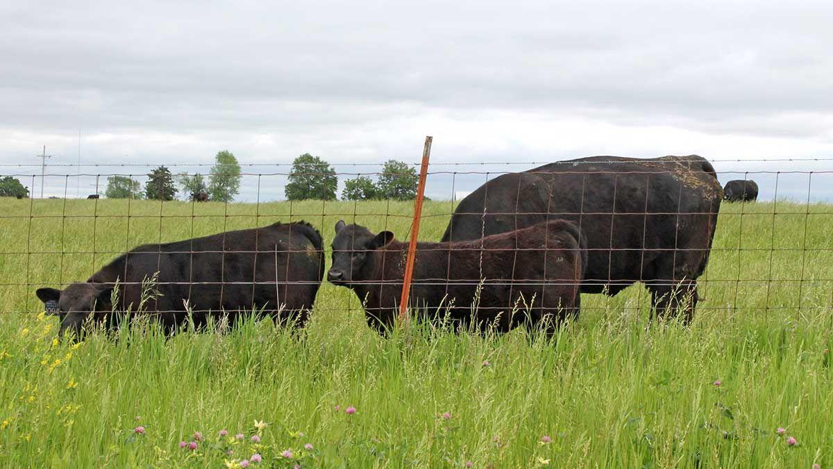 Calves in pasture