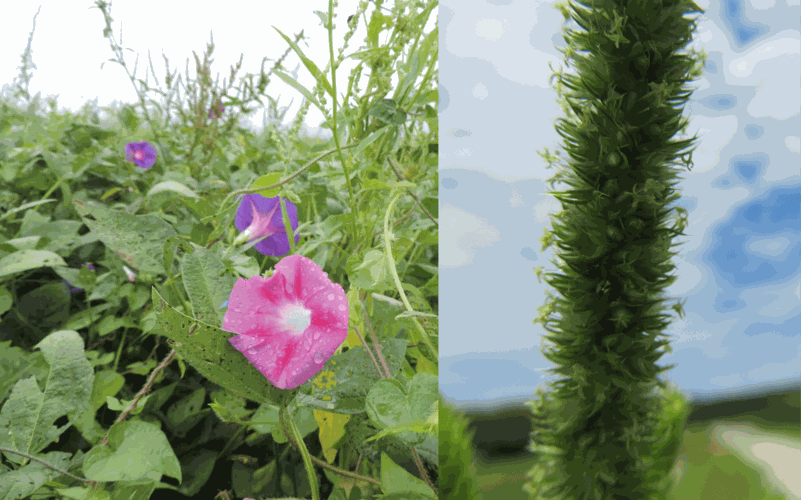 Morningglory seeds
