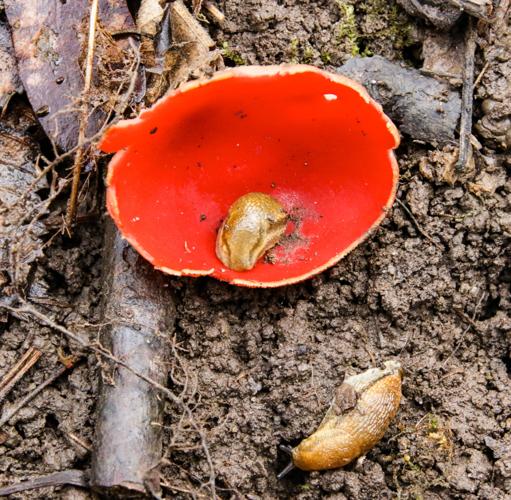 Scarlet-cup mushrooms