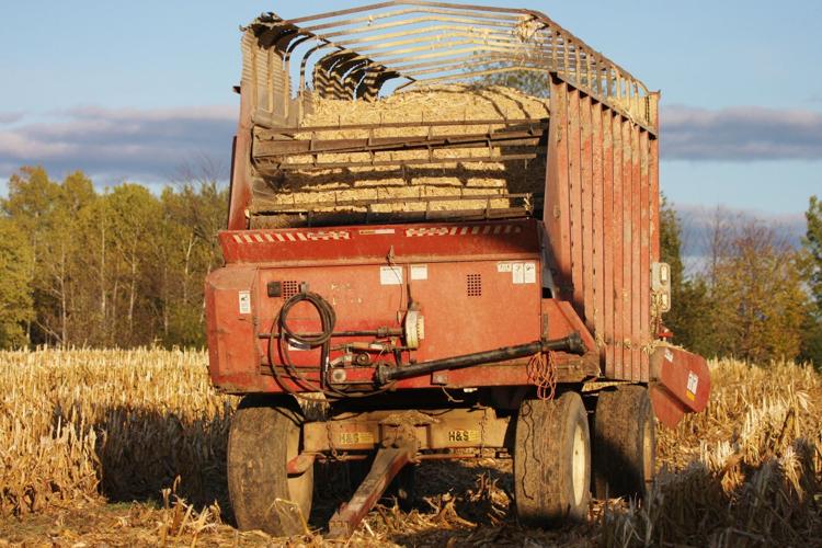 Corn harvest wagon in field