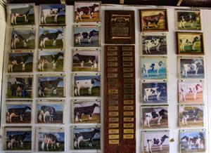 Progressive Breeder’s Registry