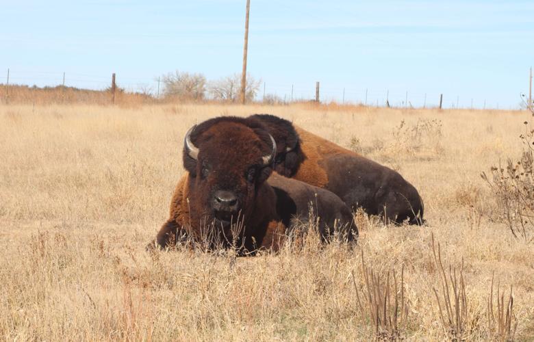 Meister bison 3.JPG