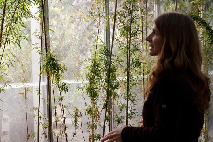 UW-Madison hemp research