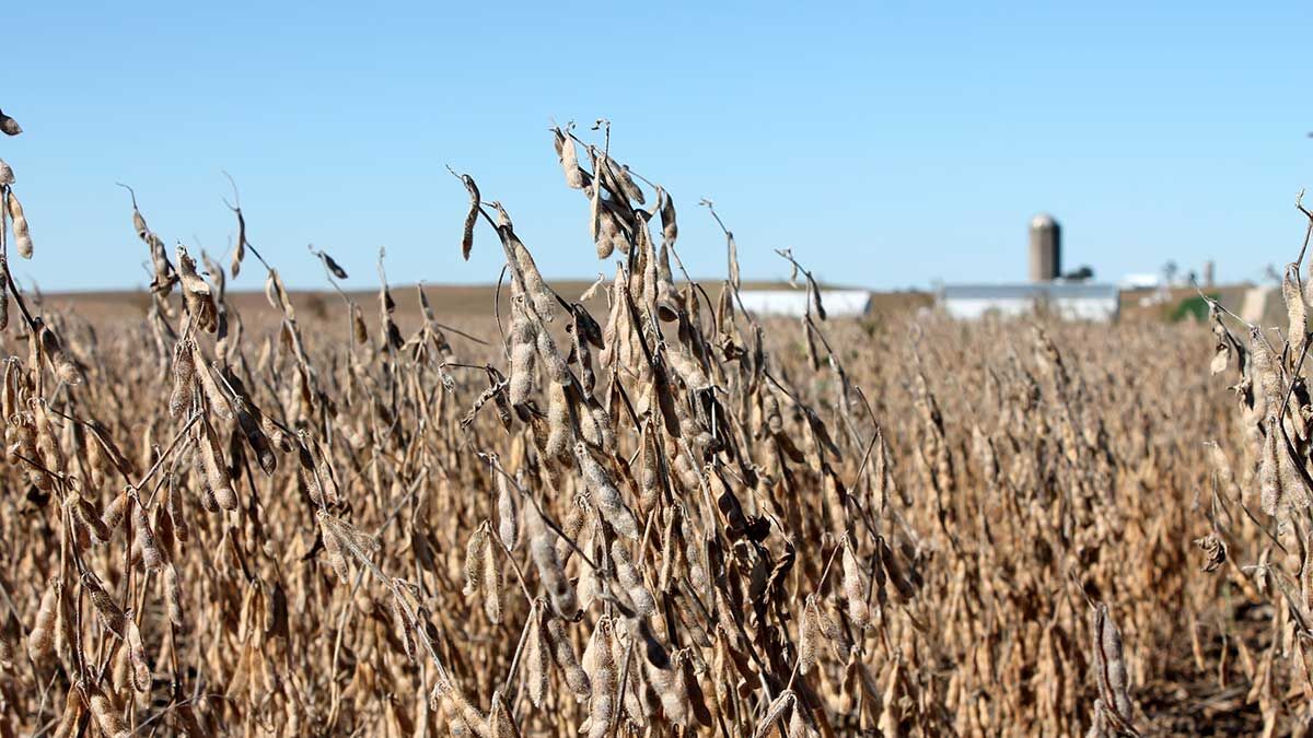 Soybean-harvest