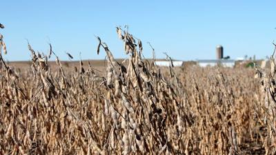 Soybean-harvest