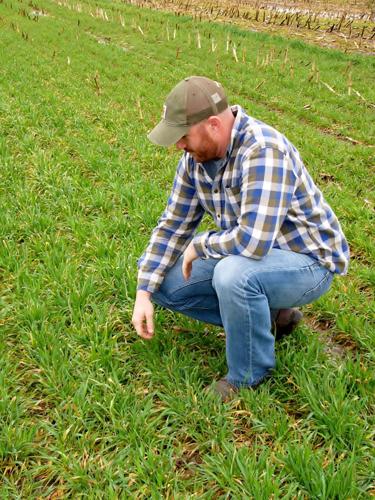 Cavadini inspects cover crop