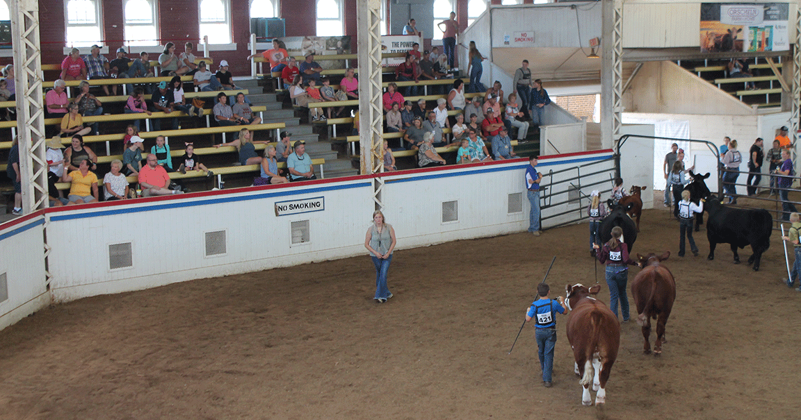 Missouri state Fair livestock show