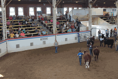 Missouri state Fair livestock show