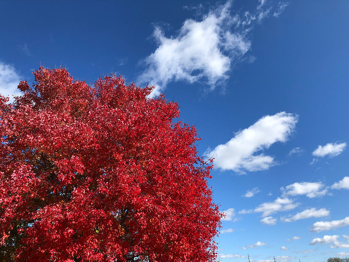 Fall leaves